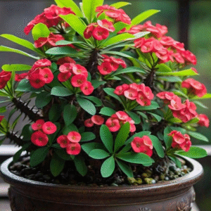 Euphorbia milii