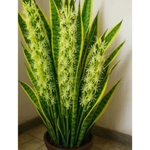 Snake Plants (Sansevieria)
