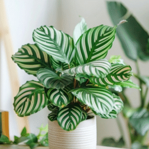 prayer plant