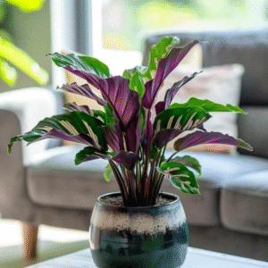 Prayer plant