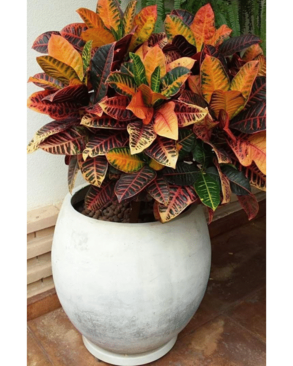Codiaeum Variegatum