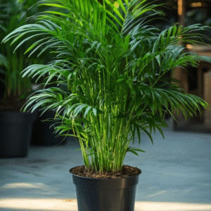 Chamaedorea Elegans Palm Plant