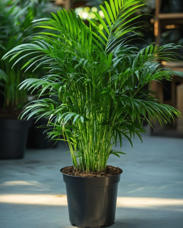 Chamaedorea Elegans Palm Plant