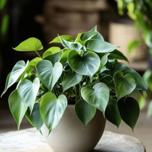 Golden Pothos