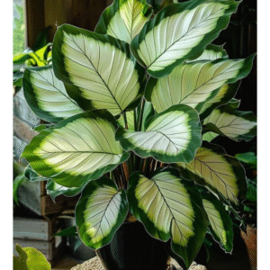 Peace Lily (Spathiphyllum)