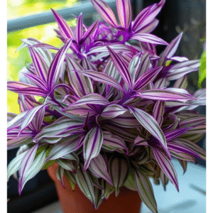 Planta Zee Wandering  Jew