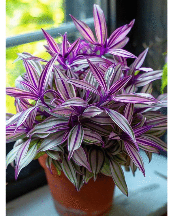 Planta Zee Wandering  Jew