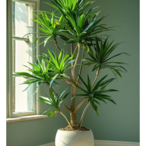 Dracaena ‘Janet Craig’ Compacta
